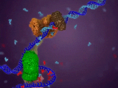 dna synthesis animation